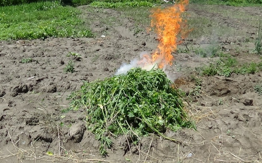 В Шеки уничтожено 200 кустов конопли - ФОТО