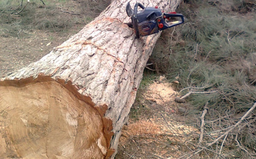В Азербайджане будет введено альтернативное наказание за вырубку деревьев