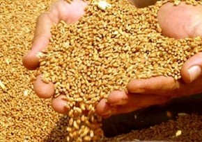 Импорт пшеницы из России обходится намного дешевле по сравнению с Казахстаном и Украиной