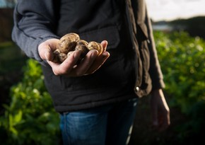 Azerbaijan resumes seed potato imports from Belarus