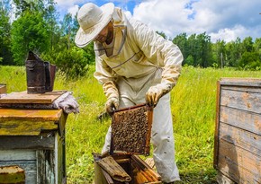 Beekeeping and sericulture can be taught at Agrarian University