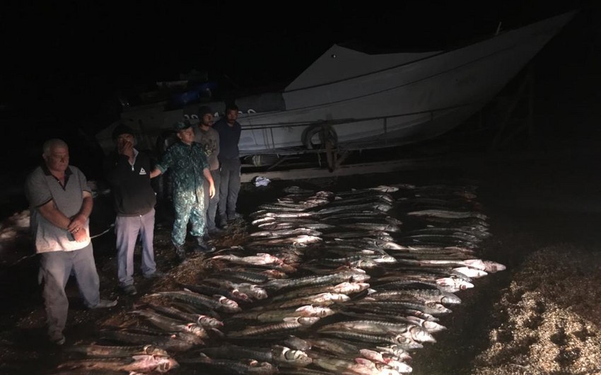 Задержаны браконьеры, выловившие 620 кг осетровых в Каспийском море