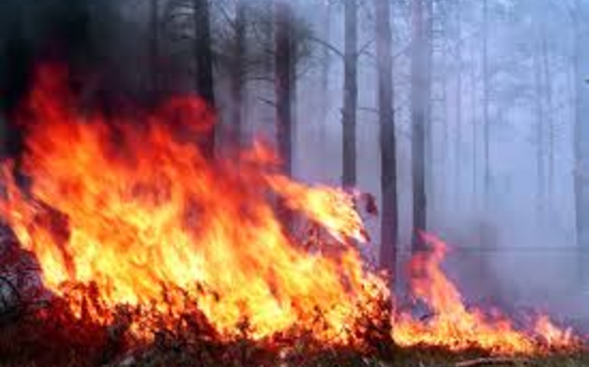 Пожар площадью 6 гектаров бушует на востоке Грузии