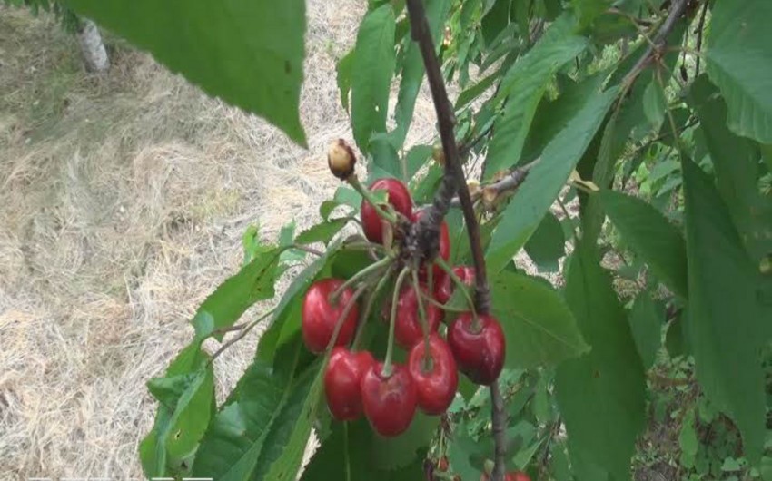 Проливные дожди в северном регионе нанесли ущерб вишневым садам - ФОТО