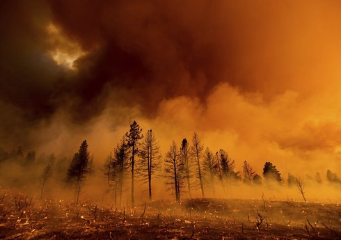 В Чили десятки тысяч гектаров охвачены лесным пожаром