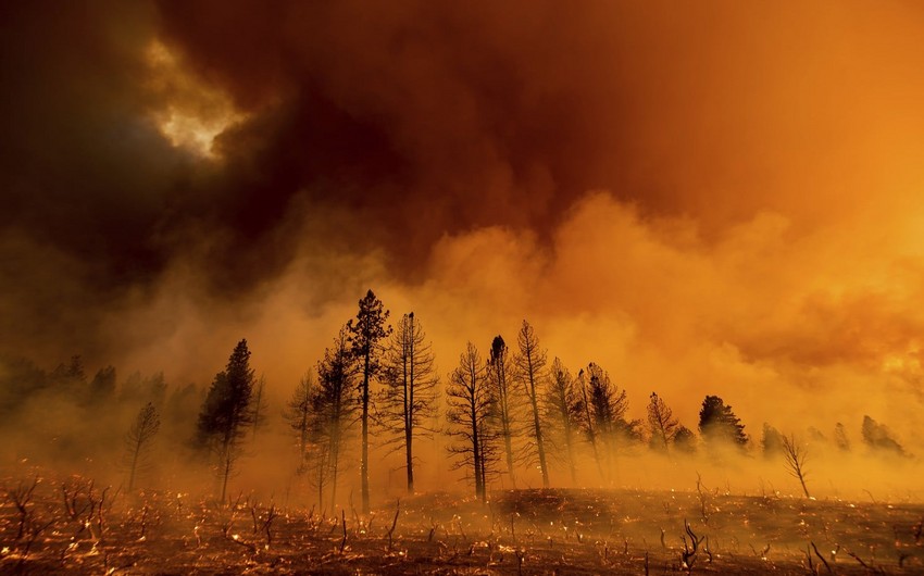 Число погибших в результате лесных пожаров в Чили достигло 112 человек