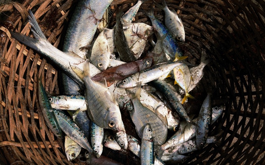 В Азербайджане в прошлом году выловлено 679 тонн рыбы