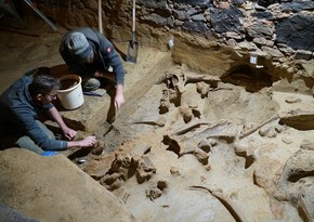 Археологи обнаружили останки трех мамонтов на территории винодельни в Австрии