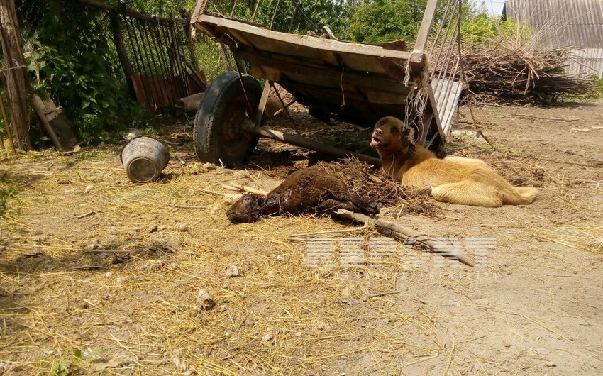 Напавшие на шекинские села волки загрызли 18 овец