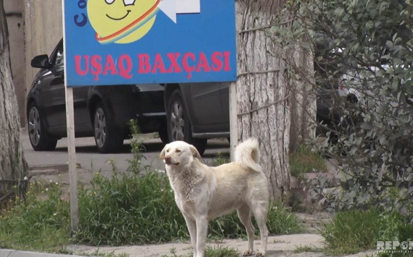 Жители Баку обеспокоены нападением бездомных собак - ВИДЕОРЕПОРТАЖ