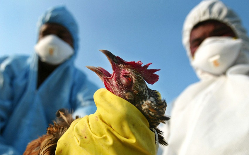 В Чехии распространяется высокопатогенный штамм вируса птичьего гриппа 
