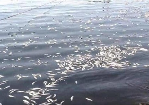 Выявлена ​​причина массовой гибели рыбы на бакинском побережье Каспия