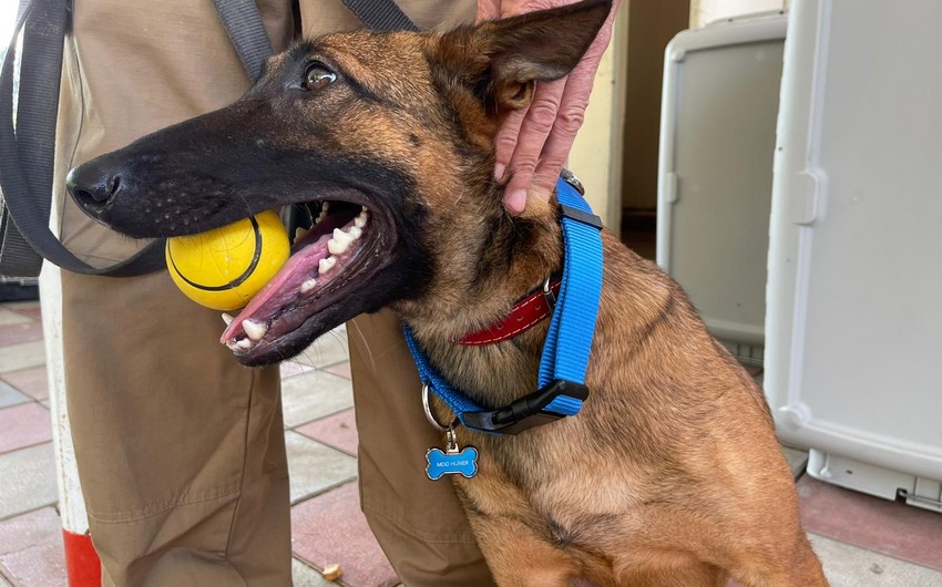 Американская делегация посетила центр содержания собак-миноискателей в Физули