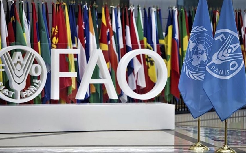 ФАО откроет представительство в Туркменистане