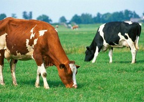 Azerbaijan becomes second main market of Georgian cattle