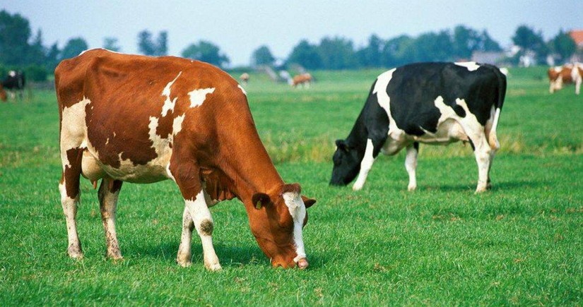 Azerbaijan expands livestock imports from multiple nations