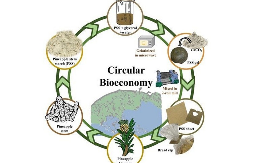 Ученые изобрели способ производства экологичного пластика из ананасов