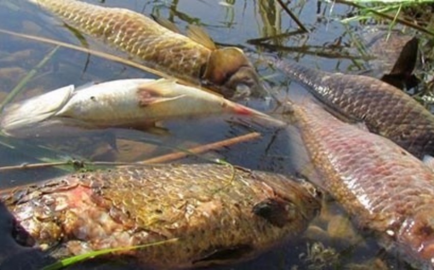 ​Азербайджан приступил к мониторингу ситуации в связи с гибелью рыб на берегу Каспия