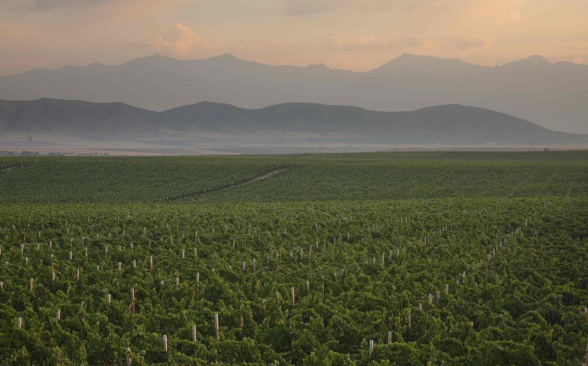 Триумф азербайджанского виноделия  на самом престижном конкурсе Азии
