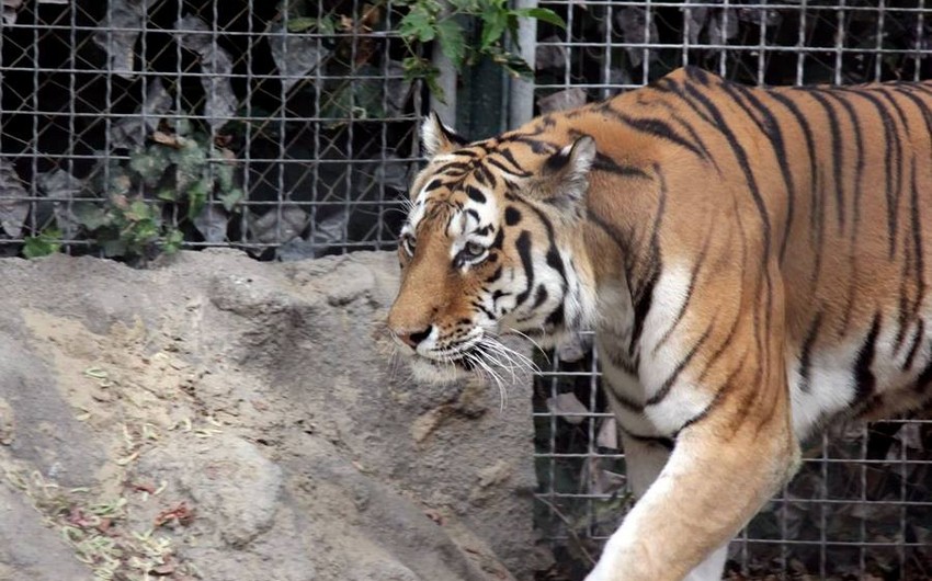 На сотрудницу зоопарка в Калининграде напал тигр