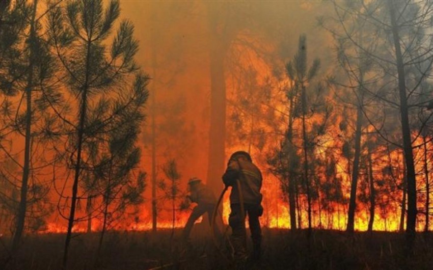 В Барде на территории леса произошел пожар