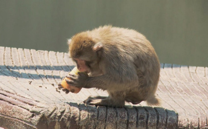Сотрудники зоопарка в Риме накормили животных мороженым и арбузами, чтобы спасти их от жары