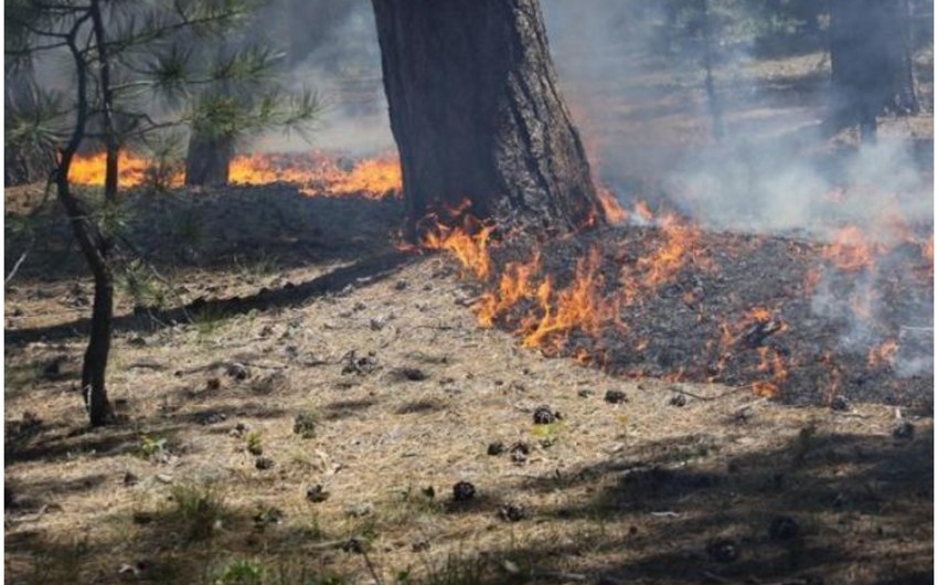 Wildfires in Ismayilli and Shabran extinguished – UPDATED 