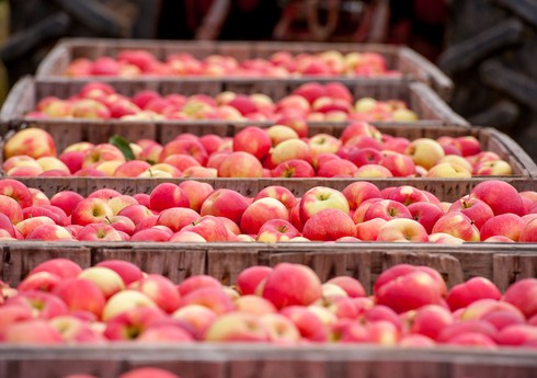 Азербайджан резко нарастил экспорт яблок в Казахстан