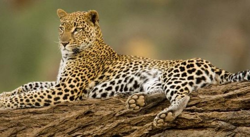 Azerbaijan and Russia to create wildlife reserve for restoration of ...