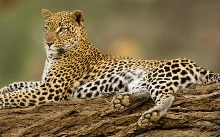 Азербайджан и Россия создадут резерват для восстановления популяции леопарда на Кавказе