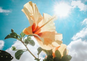 Növbəti iki gündə gözlənilən maksimal hava temperaturu açıqlanıb