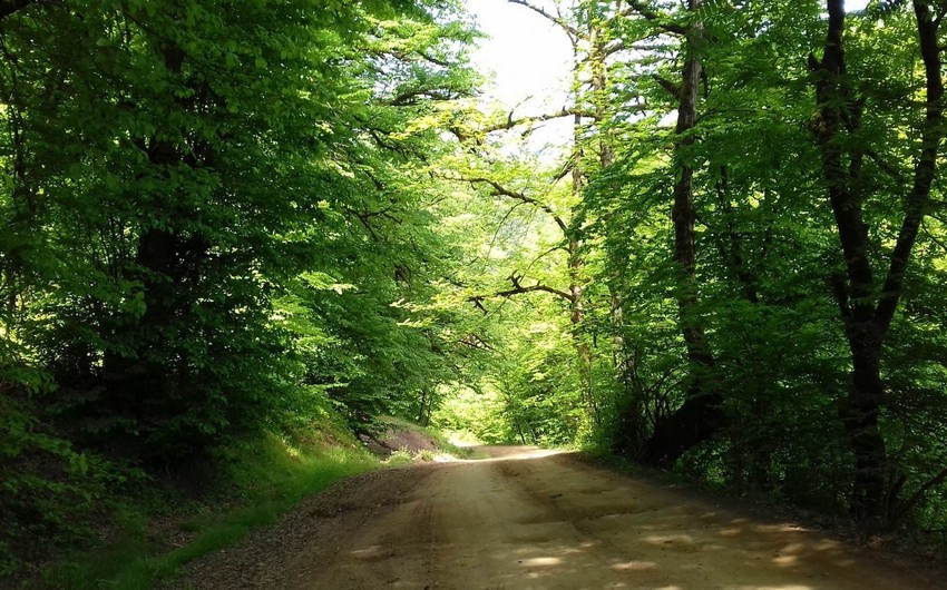 Гирканские леса в следующем году будут включены в список наследия ЮНЕСКО