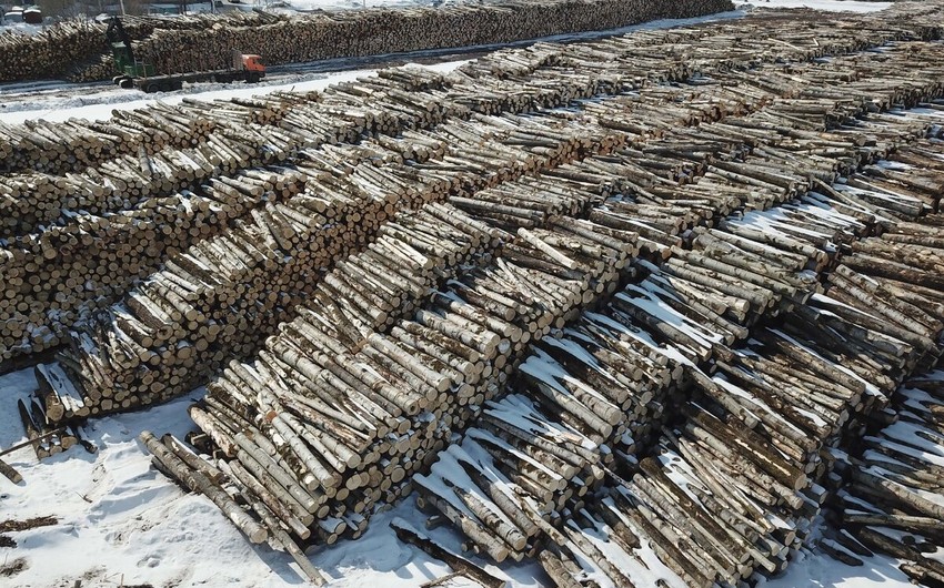 Владимирская область РФ поставила в Азербайджан и другие страны свыше 50 тыс. единиц древесины