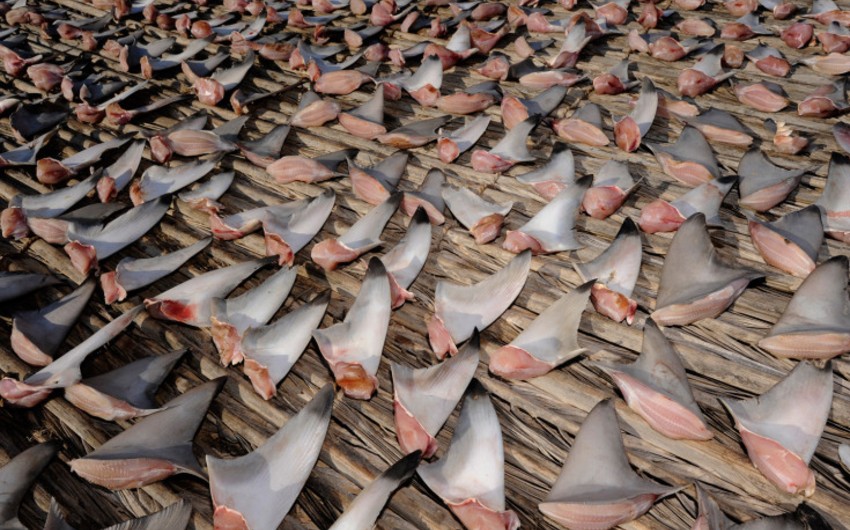 ​В Эквадоре конфисковано 200 тыс. акульих плавников