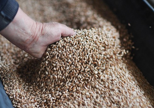 Из РФ в Азербайджан, Узбекистан и Грузию экспортировано 144 тыс. тонн зерна и продуктов его переработки
