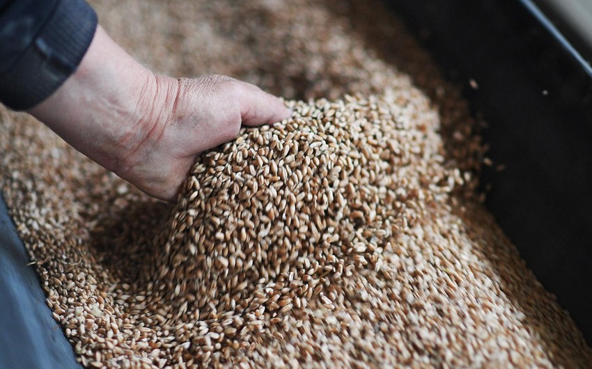 Из РФ в Азербайджан, Узбекистан и Грузию экспортировано 144 тыс. тонн зерна и продуктов его переработки