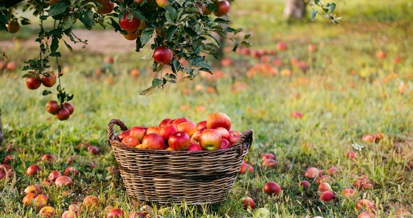 Azerbaijan’s apple exports to UAE skyrocket