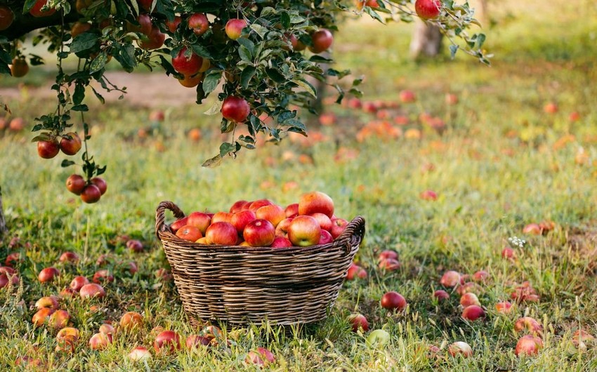 Азербайджан увеличил экспорт яблок в ОАЭ в 60 раз
