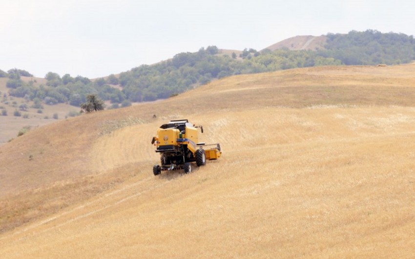 Azerbaijan increases cost of importing grains and legumes from Turkiye by 28%