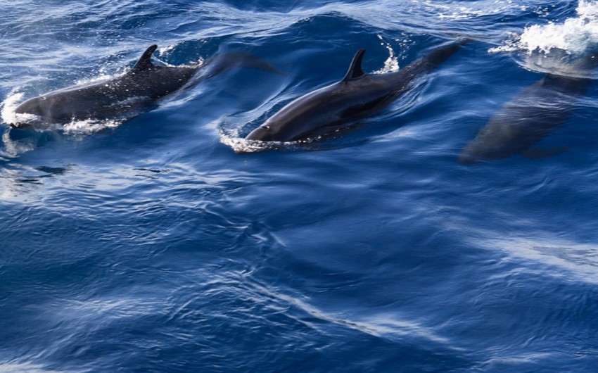 Yeni Zelandiyada 50-yə yaxın delfin sahilə atılıb