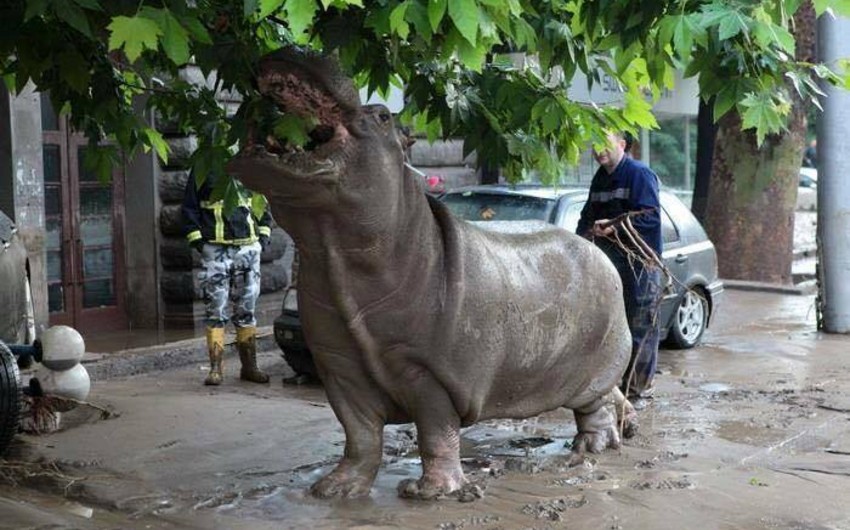 Из-за сильного дождя из зоопарка Тбилиси сбежали животные -ФОТО