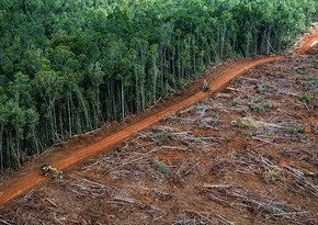 Спутниковая съемка показала сокращение темпов вырубки лесов Амазонии на 11% за год