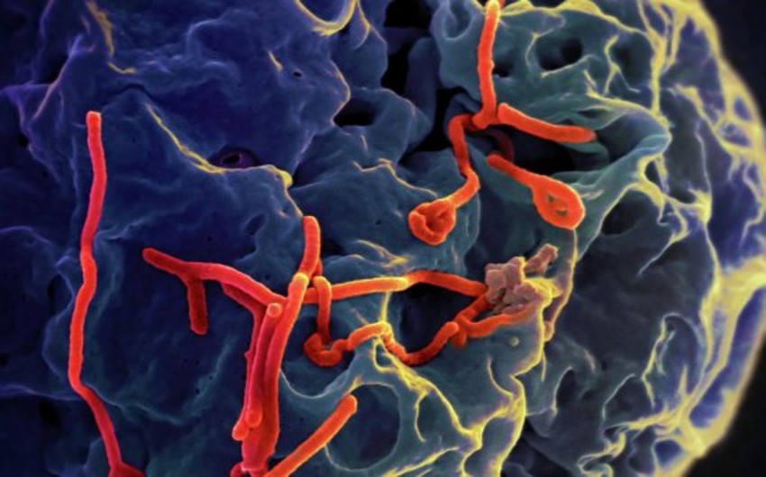 ВОЗ: Уровень распространения Эболы снижается, но опасность остается