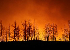 Forest fire extinguished in Turkey's Bodrum