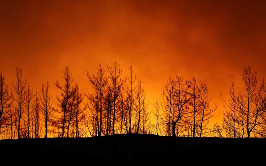 Forest fire extinguished in Turkey's Bodrum