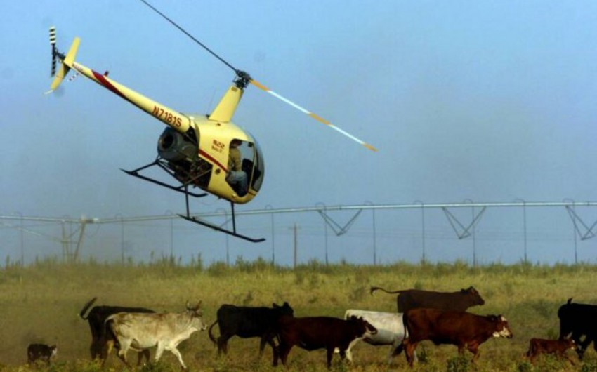 В Австралии при столкновении с коровой разбился вертолет