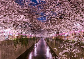 В Токио начался сезон цветения сакуры