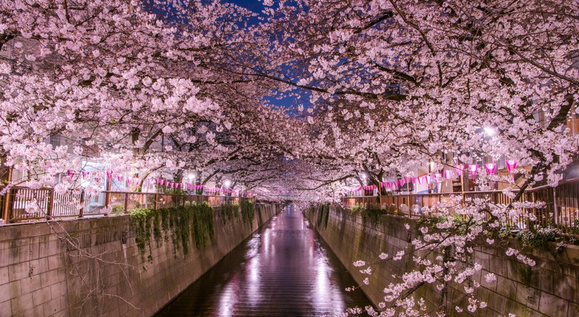 Cherry blossom season begins in Tokyo | Report.az