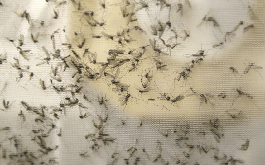 ABŞ-da artıq 147 nəfər Zika virusuna yoluxub