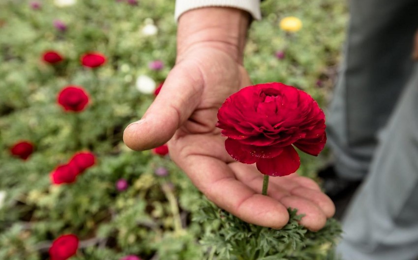 Может ли Азербайджан "заменить" Нидерланды на российском рынке цветов?